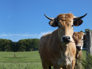 Les belles vaches de la race Aubrac