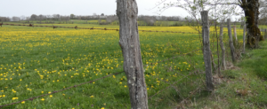 Vers Cantoin, un pré inondé de fleurs de pissenlit.
