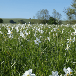 La saison des narcisses sur l'Aubrac est toujours spectaculaire!