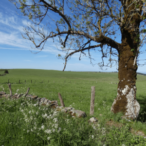 L’Aubrac au printemps