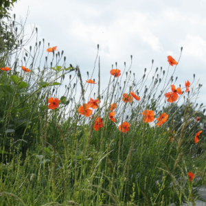 Les coquelicots des bords de route