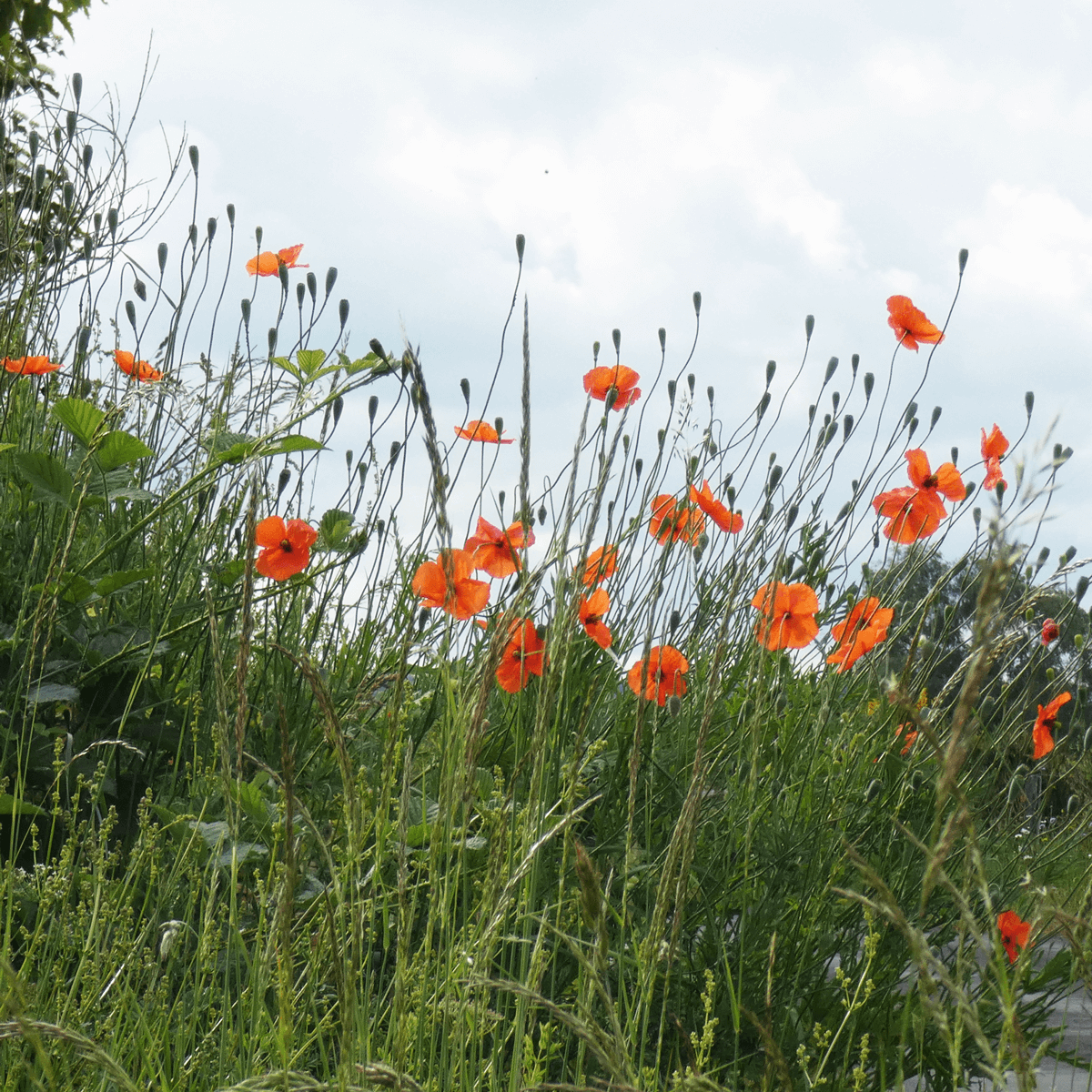 la-maison-bes-argences-en-aubrac-aveyron-location-gite-maison-de-vacances-printemps-été-coquelicots Les coquelicots des bords de route