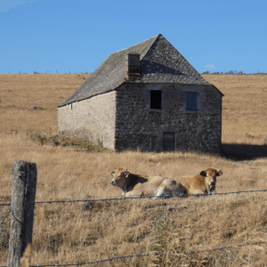 Sur l'Aubrac, les vaches au repos devant un buron.