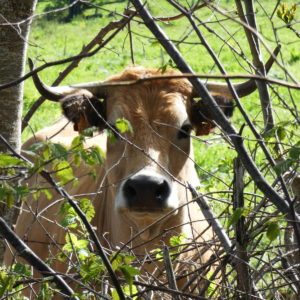 Une belle vache Aubrac au détour d'un chemin
